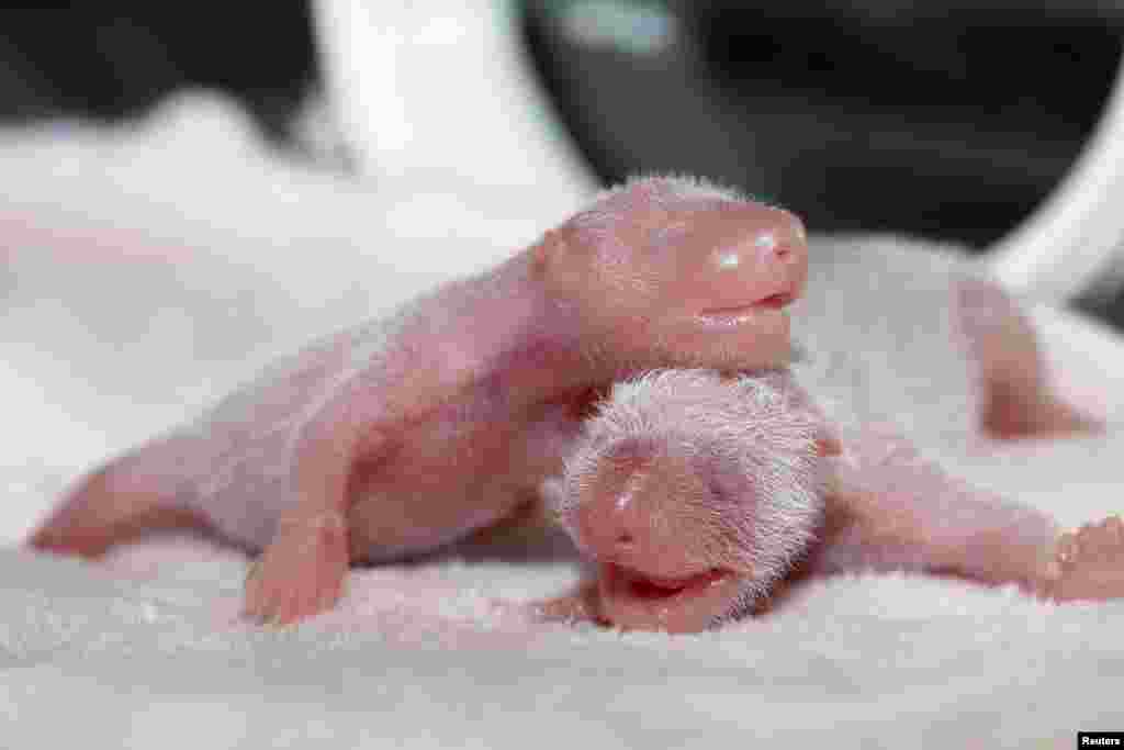 Bayi panda kembar yang baru lahir terlihat di dalam inkubator di Pangkalan Riset Panda Chengdu, provinsi Sichuan, China.