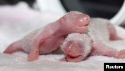 Dua panda perempuan kembar terlihat di dalam sebuah inkubator di Pusat Riset Panda di Chengdu, China.