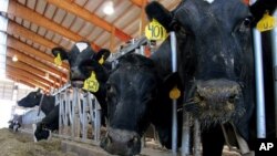 Peternakan sapi di Wisconsin, AS (foto: dok). Penggunaan antibiotika pada ternak diduga menjadi penyebab meluasnya kekebalan terhadap obat-obat antibiotika pada manusia.