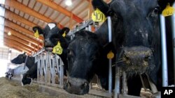 FILE - Dairy cows are seen on a farm in Chilton, Wisconsin, May 16, 2012.