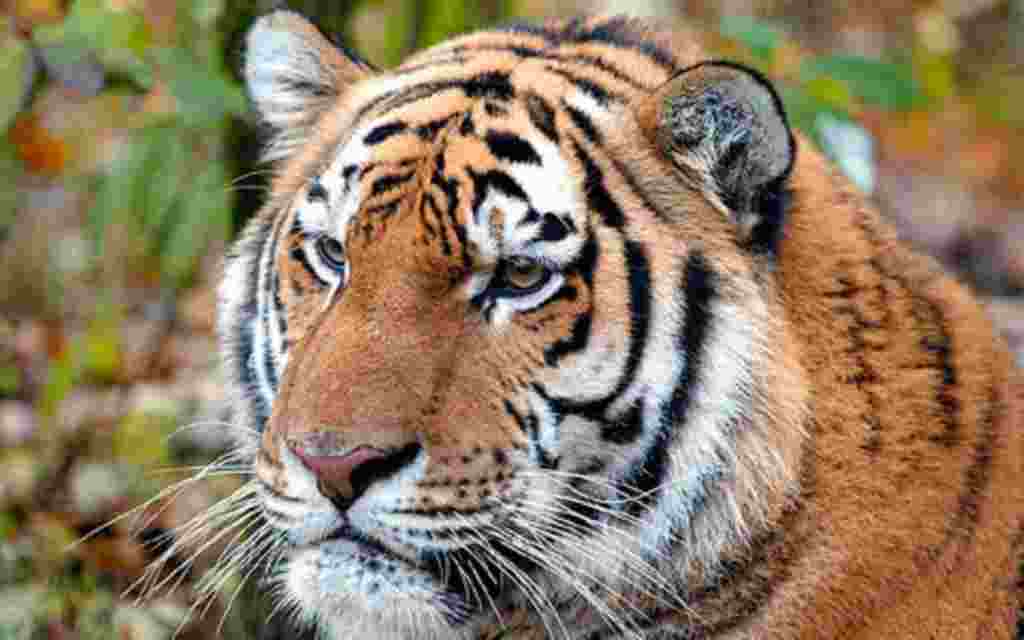 جمعه بیست و ششم نوامبر - هفته ای که گذشت به روایت تصویر