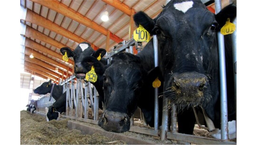FILE - Dairy cows are seen on a farm in Wisconsin in this undated photo.