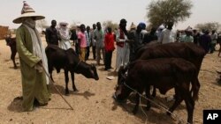 Wasu makiyaya na kallon ramammun dabbobin su, na kalace-kalacen abinci a kasa a wata kasuwar Dakoro a kasar jamahuriyar Nijer.