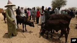 Wasu makiyaya na kallon ramammun dabbobin su, na kalace-kalacen abinci a kasa a wata kasuwar Dakoro a kasar jamahuriyar Nijer.