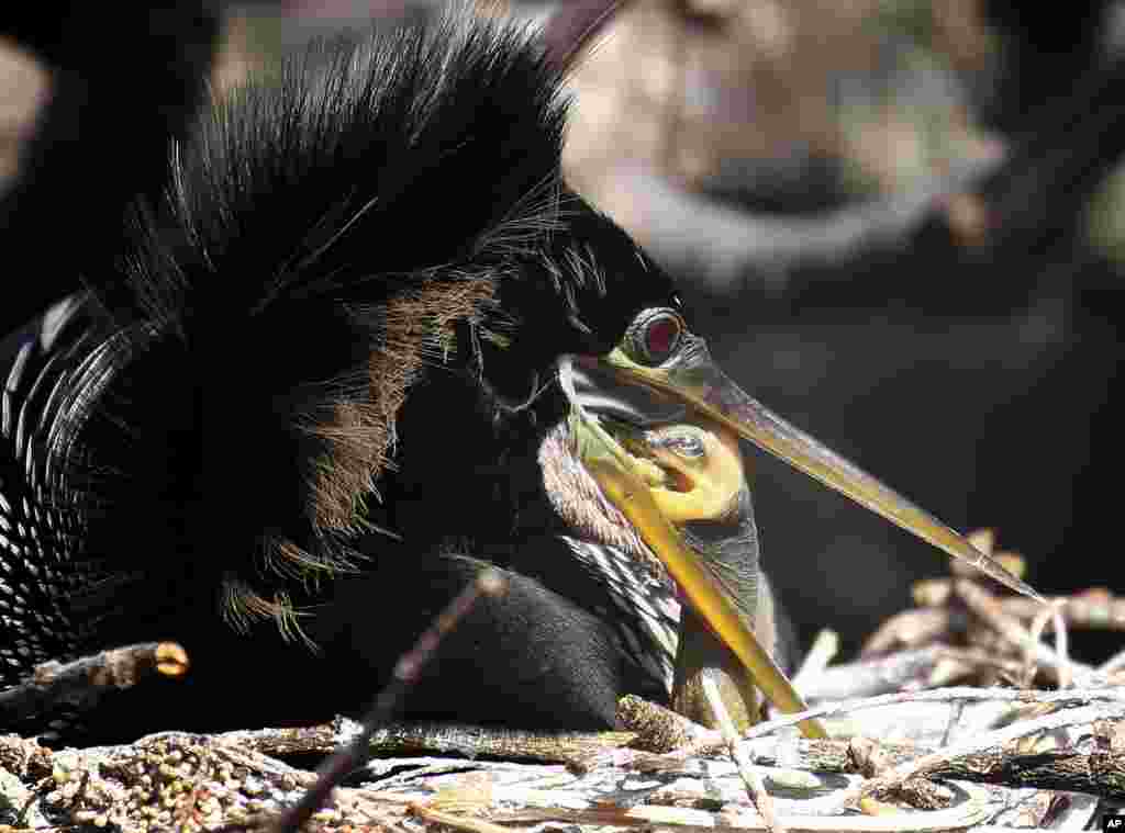 An infant anhinga reaches inside an adult bird&#39;s mouth to feed at the Wakodahatchee Wetlands in Delray Beach, Florida, USA.
