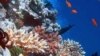 Protecting Coral Reefs