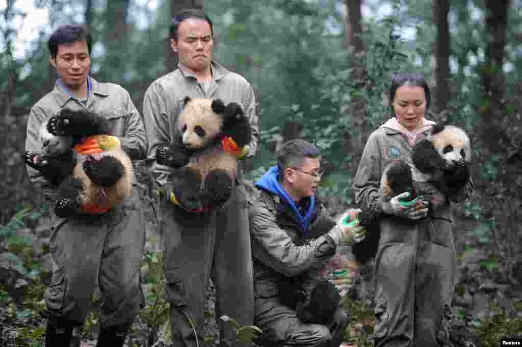 Researchers hold giant panda cubs during an event to celebrate China's Lunar New Year in a research base in Ya'an, Sichuan province, China.