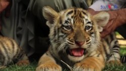 پاکستانی چڑیا گھر میں ’تین ننھے شیر‘