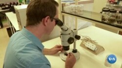 Nova espécide de tarântula descoberta em Angola