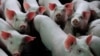 Việt Nam sắp xuất khẩu vaccine ngừa tả lợn, Tổ chức Thú y Thế giới ra cảnh báo