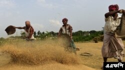 বাংলাদেশের রাজধানী ঢাকার অদূরে একটি গ্রামে ধান মাড়াই করছেন কৃষকরা। (ফাইল ফটো- মুনির উজ-জামান/এএফপি) 