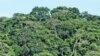 Deforestation Cuts Tropical Rainfall: Study