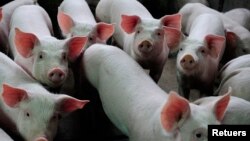 ဝက်တုပ်ကွေး