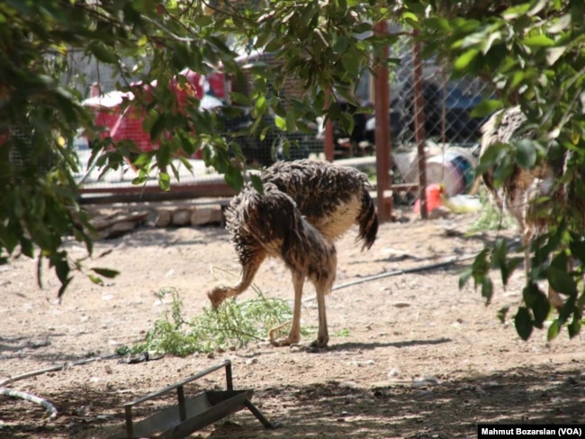 This is an ostrich at an ostrich farm in Diyarbakir, Turkey.