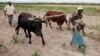 Zimbabwean Farmers Fear the Worst as Cattle, Crops Succumb to Drought