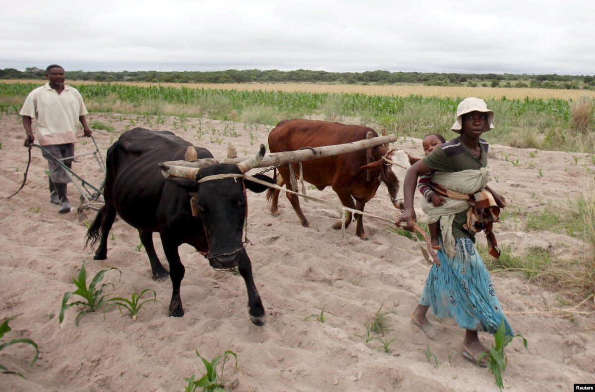 Zimbabwe Farmers Not Ready for Forthcoming Crop Season