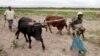 짐바브웨, 가뭄으로 식량난...국가 재난상태 선포
