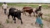 Le Zimbabwe en état de catastrophe naturelle en raison de la sécheresse en Afrique australe