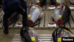 Ikan-ikan tuna yang dipajang di pasar Tsukiji, Tokyo, sebelum lelang Tahun Baru (5/1).