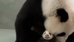 Panda Cub Reunited With Mother at Taiwan Zoo