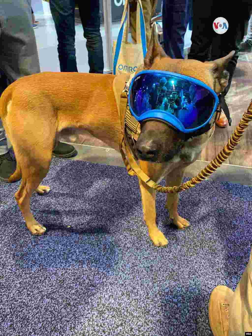 Un perro con un visor Hitech, la tecnología al servicio de los animales. Iacopo D Luzi/VOA.