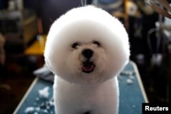 A Bichon Frise stands on a grooming table in the benching area before competition at the 141st Westminster Kennel Club Dog Show in New York City, February 13, 2017.