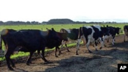 新西蘭一家養牛場(資料)