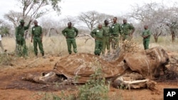 FILE - Kenyan Wildlife Rangers are seen standing near the carcass of an elephant in Tsavo East, Kenya, in this June 19, 2014, photo. 