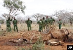 FILE - Kenyan Wildlife Rangers are seen standing near the carcass of an elephant in Tsavo East, Kenya, June 19, 2014.