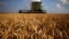 Важливе місце України на ринку експорту зерна у світі 