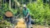 Exploitation forestière en République Démocratique du Congo (RDC).