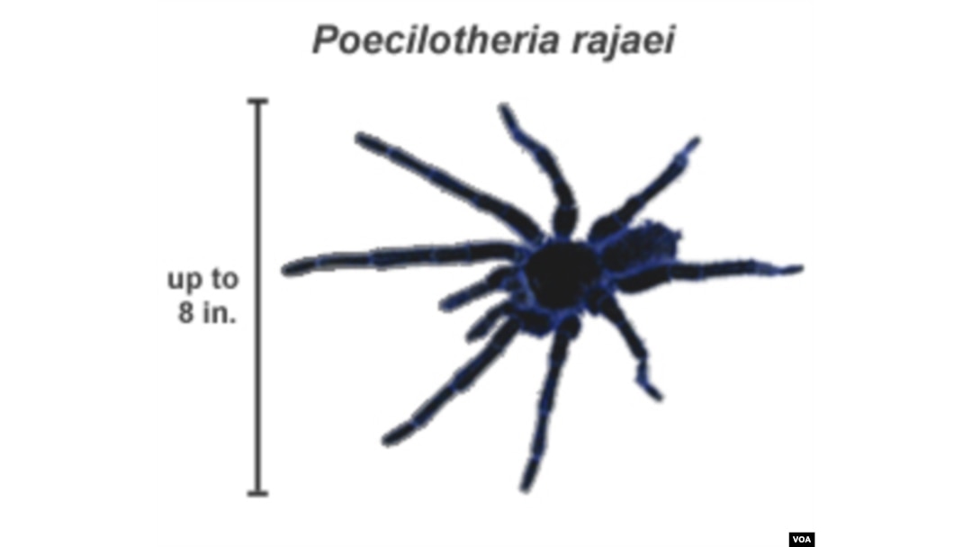 Tiger Spider Genus Poecilotheria