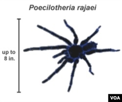 The leg span of the Poecilotheria rajeal tarantula species.