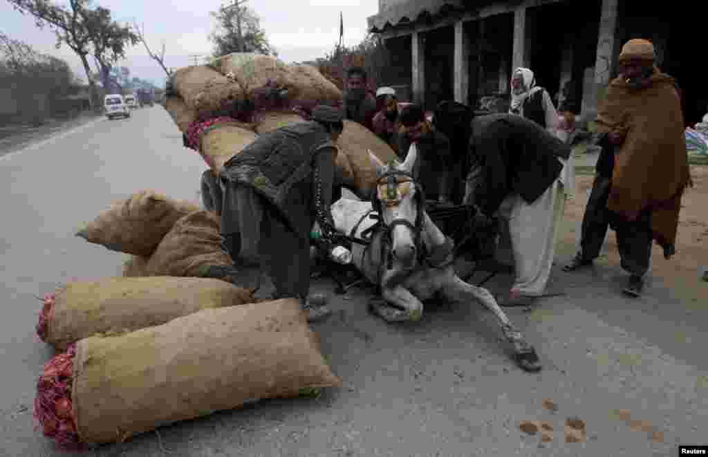 People help lift a horse harnessed to a cart, overloaded with sacks of onions, on outskirts of Peshawar, Pakistan.