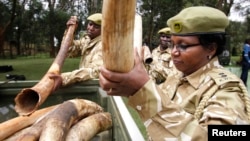 FILE - Kenya Wildlife Service officials carry recovered elephants tusks and illegally held firearms from poachers.