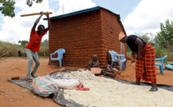 Petani Kenya mengolah hasil panen mereka (foto: dok).