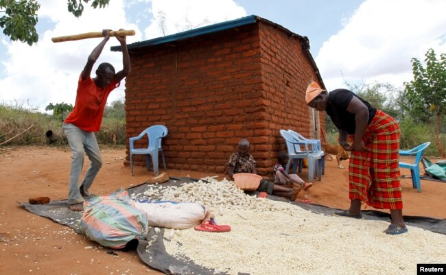 Petani Kenya mengolah hasil panen mereka (foto: dok).