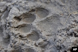 FILE - A track from a wolf is seen in the mud near the Slough Creek area of Yellowstone National Park, Wyo., Wednesday, Oct. 21, 2020. AP Photo/Matthew Brown, File)