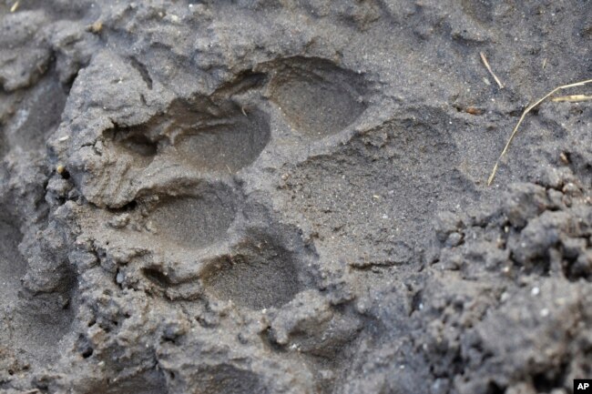 FILE - A track from a wolf is seen in the mud near the Slough Creek area of Yellowstone National Park, Wyo., Wednesday, Oct. 21, 2020. AP Photo/Matthew Brown, File)