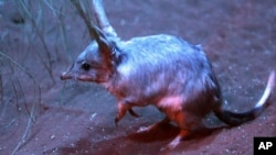 Seekor bilby, mamalia berkantong yang rentan dan bertelinga seperti kelinci