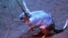 រូបឯកសារ៖ សត្វ​ bilby ដែល​ជា​សត្វ​ជិតផុតពូជ​បំផុត​របស់​អូស្ត្រាលី ត្រូវ​បាន​គេ​ឃើញ​វា កំពុង​រក​ចំណី​នៅក្នុង​ទីក្រុង​ស៊ីដនី នៃ​ប្រទេស​អូស្រ្តាលី កាលពី​ថ្ងៃសុក្រ ទី១១ ខែកញ្ញា ឆ្នាំ២០០៩។