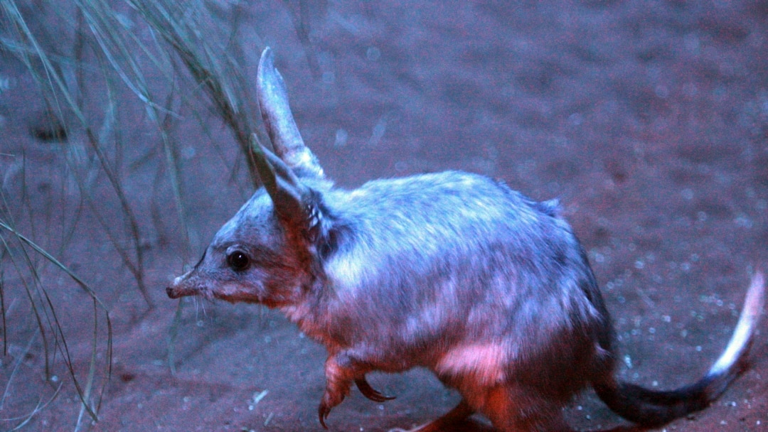 Marsupial Resurgence Seen in Outback Australia