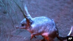A bilby, Australia's most endangered animal, is seen grazing for food in Sydney, Australia, Friday, Sept. 11, 2009 at the Sydney Wildlife World ahead of national Bilby Day on Sunday Sept. 13, 2009. The bilby, an Australian marsupial known as a…