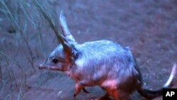 FILE - A bilby, Australia's most endangered animal, grazes in Sydney, Australia, Sept. 11, 2009, at Sydney Wildlife World.