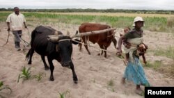 Des agriculteurs communaux cultivent du maïs dans le district de Mvuma, à Masvingo, Zimbabwe, 26 janvier 2016.