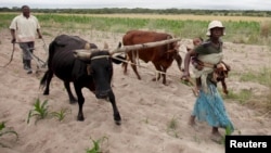 FILE: Communal farmers cultivate maize crops in Mvuma district, Masvingo, Zimbabwe, Jan. 26, 2016.