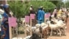 Cameroon Fights Boko Haram Recruitment with Goats, Sheep 