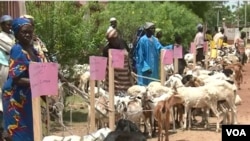 Goats are being distributed in Maroua, Cameroon, July 11, 2019, as part of an empowerment initiative designed to prevent locals from being recruited by Boko Haram militants. (M. Kindzeka/VOA)