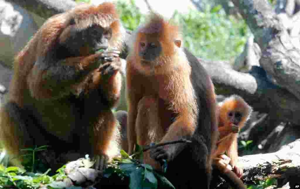 گونه‌ای از میمون‌ها موسوم به &#171;میمون درازدست&#187; در باغ وخش بالی در اندونزی. بعد از هفته‌ها تعطیلی این باغ وحش به روی مردم بازگشایی شد. 