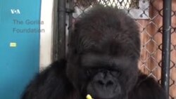 Горилла Коко